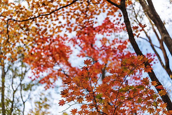 포토 JPG 주간 나무 여행 단풍 자연 하늘 단풍나무 한국 풍경 근접촬영 사람없음 야외 관광지 제주도 가을 숲 한라산 국내여행 제주도여행 어리목탐방로 국내포토 자연요소 식물 계절 아시아 뷰포인트 잎 산 생태계 파일형식 탐방로