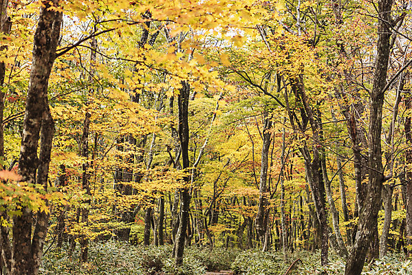 포토 JPG 주간 나무 여행 단풍 자연 단풍나무 한국 풍경 사람없음 야외 관광지 제주도 가을 숲 등산로 한라산 국내여행 제주도여행 어리목탐방로 국내포토 자연요소 식물 계절 아시아 잎 산 등산 생태계 파일형식 탐방로