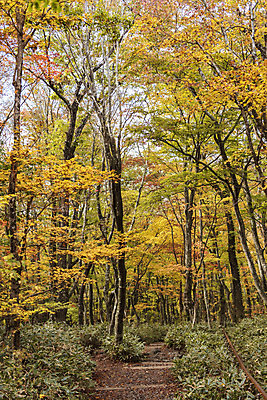 포토 JPG 주간 나무 여행 단풍 자연 단풍나무 한국 풍경 사람없음 야외 관광지 제주도 가을 숲 등산로 한라산 국내여행 제주도여행 어리목탐방로 국내포토 자연요소 식물 계절 아시아 잎 산 등산 생태계 파일형식 탐방로