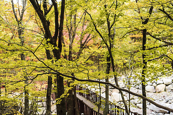 포토 JPG 주간 나무 건축물 여행 단풍 자연 단풍나무 한국 풍경 사람없음 야외 관광지 제주도 가을 숲 등산로 한라산 국내여행 제주도여행 가교 어리목탐방로 어리목교 국내포토 자연요소 식물 계절 건축 아시아 잎 산 등산 다리_건축물 생태계 파일형식 탐방로