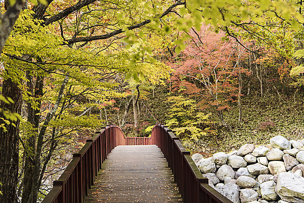 포토 JPG 주간 나무 건축물 여행 단풍 자연 단풍나무 한국 풍경 사람없음 야외 관광지 제주도 가을 숲 등산로 한라산 국내여행 제주도여행 가교 어리목탐방로 어리목교 국내포토 자연요소 식물 계절 건축 아시아 잎 산 등산 다리_건축물 생태계 파일형식 탐방로