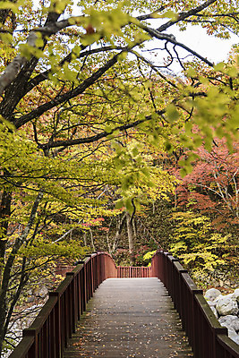 포토 JPG 주간 나무 건축물 여행 단풍 자연 단풍나무 한국 풍경 사람없음 야외 관광지 제주도 가을 숲 등산로 한라산 국내여행 제주도여행 가교 어리목탐방로 어리목교 국내포토 자연요소 식물 계절 건축 아시아 잎 산 등산 다리_건축물 생태계 파일형식 탐방로