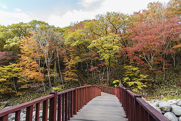 포토 JPG 주간 나무 구름 건축물 여행 단풍 자연 하늘 단풍나무 한국 풍경 사람없음 야외 관광지 제주도 가을 숲 등산로 한라산 국내여행 제주도여행 가교 어리목탐방로 어리목교 국내포토 자연요소 식물 계절 건축 아시아 잎 산 등산 다리_건축물 생태계 파일형식 탐방로