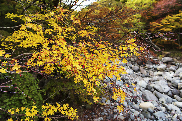 포토 JPG 주간 나무 여행 단풍 자연 단풍나무 한국 풍경 사람없음 야외 관광지 제주도 가을 숲 한라산 국내여행 제주도여행 어리목탐방로 국내포토 자연요소 식물 계절 아시아 잎 산 생태계 파일형식 탐방로