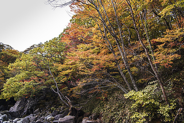 포토 JPG 주간 나무 여행 단풍 자연 하늘 단풍나무 한국 풍경 사람없음 야외 관광지 제주도 가을 숲 한라산 국내여행 제주도여행 어리목탐방로 국내포토 자연요소 식물 계절 아시아 잎 산 생태계 파일형식 탐방로