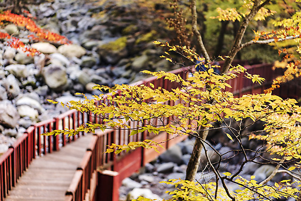 포토 JPG 주간 나무 건축물 여행 단풍 자연 단풍나무 한국 풍경 사람없음 야외 관광지 제주도 가을 숲 등산로 한라산 국내여행 제주도여행 가교 어리목탐방로 어리목교 국내포토 자연요소 식물 계절 건축 아시아 잎 산 등산 다리_건축물 생태계 파일형식 탐방로