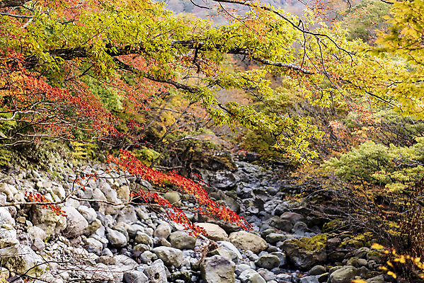 포토 JPG 주간 나무 여행 단풍 자연 단풍나무 한국 풍경 사람없음 야외 관광지 제주도 가을 숲 한라산 국내여행 제주도여행 어리목탐방로 국내포토 자연요소 식물 계절 아시아 잎 산 생태계 파일형식 탐방로