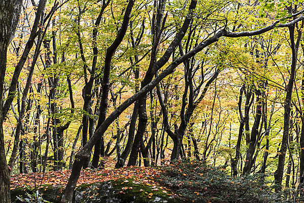 포토 JPG 주간 나무 여행 단풍 낙엽 자연 단풍나무 한국 풍경 근접촬영 사람없음 야외 관광지 제주도 가을 숲 한라산 국내여행 제주도여행 어리목탐방로 국내포토 자연요소 식물 계절 아시아 뷰포인트 잎 산 생태계 파일형식 탐방로