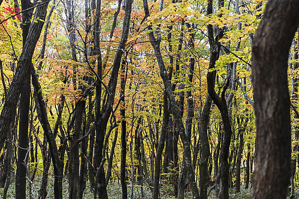 포토 JPG 주간 나무 여행 단풍 자연 단풍나무 한국 풍경 사람없음 야외 관광지 제주도 가을 숲 한라산 국내여행 제주도여행 어리목탐방로 국내포토 자연요소 식물 계절 아시아 잎 산 생태계 파일형식 탐방로