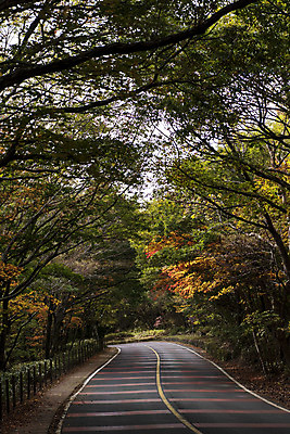 포토 JPG 주간 나무 도로 여행 단풍 자연 단풍나무 한국 풍경 사람없음 야외 관광지 제주도 가을 숲 한라산 국내여행 제주도여행 국내포토 자연요소 식물 계절 아시아 길 잎 교통시설 산 생태계 파일형식