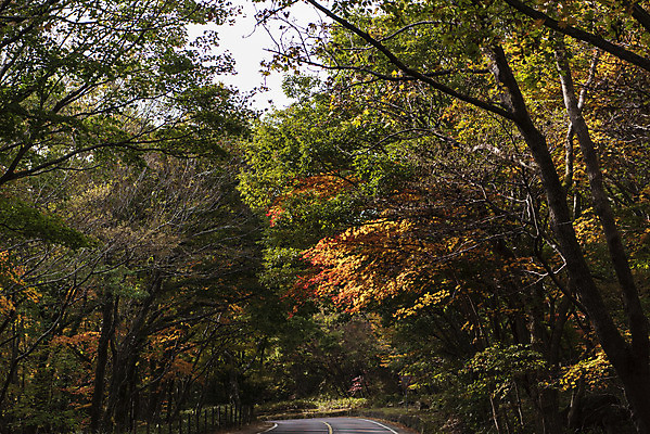 포토 JPG 주간 나무 도로 여행 단풍 자연 단풍나무 한국 풍경 사람없음 야외 관광지 제주도 가을 숲 한라산 국내여행 제주도여행 국내포토 자연요소 식물 계절 아시아 길 잎 교통시설 산 생태계 파일형식