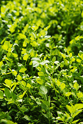 포토 JPG 실내 사람없음 농작물 농가 농사 경상남도 특산물 비닐하우스 미나리 의령 국내포토 농업 채소 내부 농장 경상도 파일형식