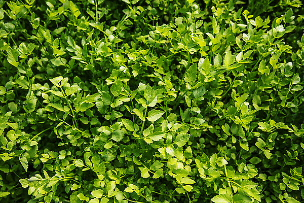 포토 JPG 실내 사람없음 농작물 농가 농사 경상남도 특산물 비닐하우스 미나리 의령 국내포토 농업 채소 내부 농장 경상도 파일형식