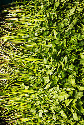 포토 JPG 실내 사람없음 농작물 농가 농사 경상남도 특산물 비닐하우스 미나리 의령 국내포토 농업 채소 내부 농장 경상도 파일형식