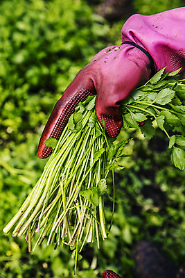 포토 JPG 손 실내 신체부위 농작물 농가 농사 잡기 경상남도 특산물 비닐하우스 미나리 의령 국내포토 농업 채소 모션 사람 내부 농장 경상도 파일형식
