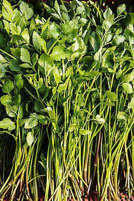 포토 JPG 실내 사람없음 농작물 농가 농사 경상남도 특산물 비닐하우스 미나리 의령 국내포토 농업 채소 내부 농장 경상도 파일형식