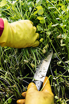 포토 JPG 손 실내 신체부위 농작물 농가 농사 칼 자르기 경상남도 특산물 비닐하우스 미나리 의령 국내포토 농업 채소 모션 사람 내부 농장 경상도 파일형식