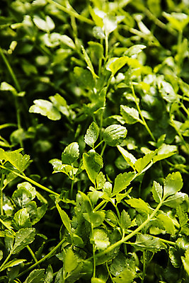 포토 JPG 실내 사람없음 농작물 농가 농사 경상남도 특산물 비닐하우스 미나리 의령 국내포토 농업 채소 내부 농장 경상도 파일형식