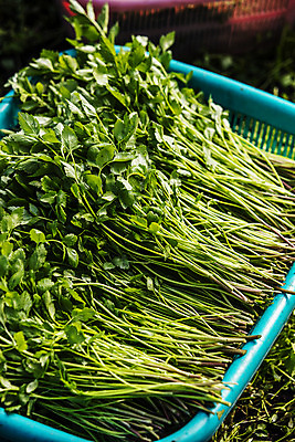 포토 JPG 실내 사람없음 농작물 농가 농사 경상남도 특산물 비닐하우스 미나리 의령 국내포토 농업 채소 내부 농장 경상도 파일형식