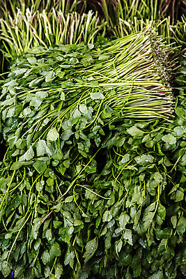 포토 JPG 실내 사람없음 농작물 농가 농사 경상남도 특산물 비닐하우스 미나리 의령 국내포토 농업 채소 내부 농장 경상도 파일형식