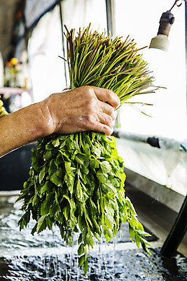 포토 JPG 손 실내 신체부위 농작물 농가 농사 잡기 씻기 경상남도 특산물 비닐하우스 미나리 의령 국내포토 농업 채소 모션 사람 내부 농장 청결 경상도 파일형식
