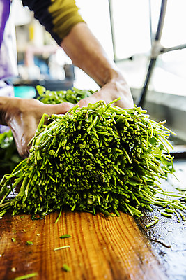 포토 JPG 손 실내 신체부위 농작물 농가 농사 잡기 경상남도 특산물 비닐하우스 미나리 의령 국내포토 농업 채소 모션 사람 내부 농장 경상도 파일형식