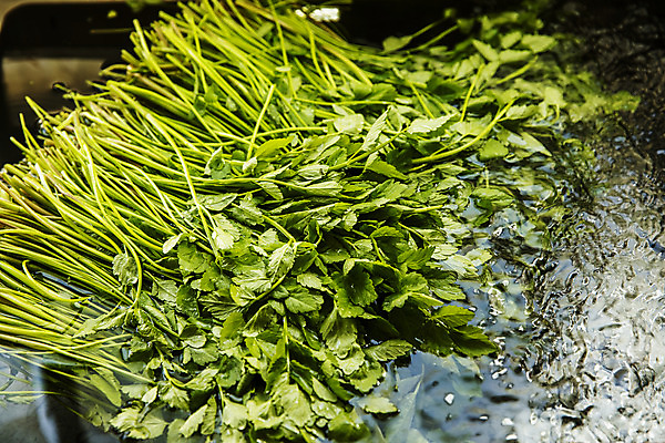 포토 JPG 실내 사람없음 농작물 농가 농사 경상남도 특산물 비닐하우스 미나리 의령 국내포토 농업 채소 내부 농장 경상도 파일형식