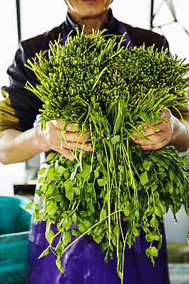 포토 JPG 실내 한명 들기 상반신 앞모습 농작물 농가 농사 농부 경상남도 특산물 비닐하우스 미나리 의령 국내포토 직업 1 뷰포인트 농업 채소 모션 사람 내부 농장 경상도 파일형식