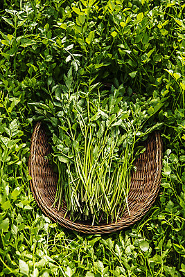 포토 JPG 실내 사람없음 농작물 농가 농사 경상남도 특산물 비닐하우스 미나리 의령 국내포토 농업 채소 내부 농장 경상도 파일형식