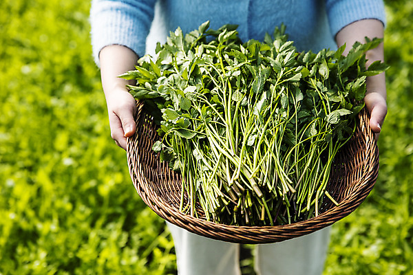 포토 JPG 실내 한명 들기 상반신 앞모습 농작물 농가 농사 농부 경상남도 특산물 비닐하우스 미나리 의령 국내포토 직업 1 뷰포인트 농업 채소 모션 사람 내부 농장 경상도 파일형식