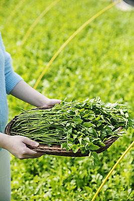 포토 JPG 손 실내 들기 신체부위 농작물 농가 농사 경상남도 특산물 비닐하우스 미나리 의령 국내포토 농업 채소 모션 사람 내부 농장 경상도 파일형식