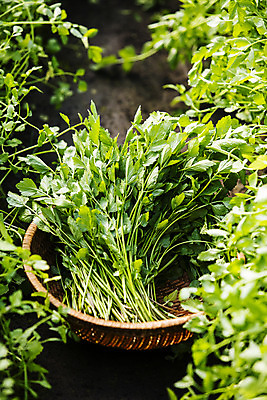 포토 JPG 실내 사람없음 농작물 농가 농사 경상남도 특산물 비닐하우스 미나리 의령 국내포토 농업 채소 내부 농장 경상도 파일형식