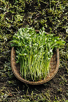 포토 JPG 실내 사람없음 농작물 농가 농사 경상남도 특산물 비닐하우스 미나리 의령 국내포토 농업 채소 내부 농장 경상도 파일형식