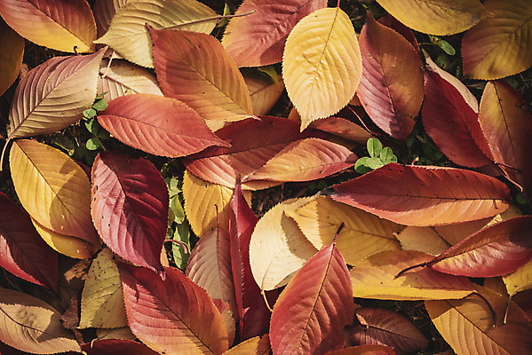 포토 JPG 주간 계절 백그라운드 낙엽 근접촬영 사람없음 야외 가을 편안함 오브젝트 국내포토 자연요소 뷰포인트 잎 감각 파일형식