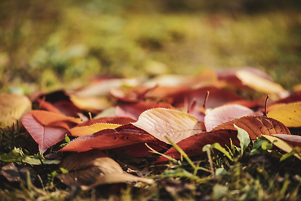 포토 JPG 주간 계절 백그라운드 낙엽 근접촬영 사람없음 야외 아웃포커스 가을 편안함 오브젝트 국내포토 자연요소 뷰포인트 잎 촬영기법 감각 파일형식