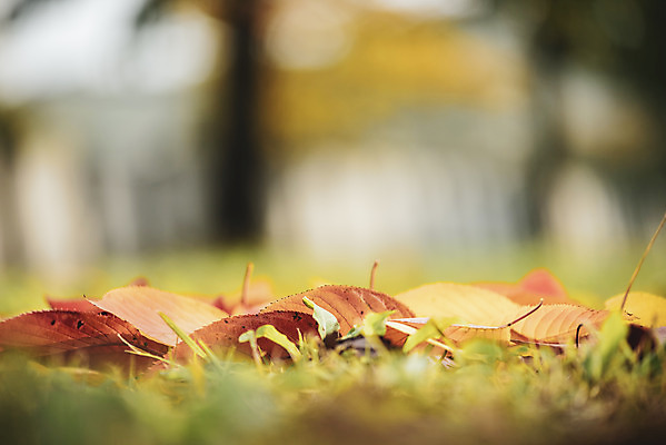 포토 JPG 주간 계절 백그라운드 낙엽 근접촬영 사람없음 야외 아웃포커스 가을 편안함 오브젝트 국내포토 자연요소 뷰포인트 잎 촬영기법 감각 파일형식