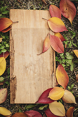 포토 JPG 주간 나무 계절 백그라운드 낙엽 프레임 사람없음 야외 가을 편안함 오브젝트 나무판자 카피스페이스 국내포토 자연요소 식물 잎 목재 공백 감각 파일형식