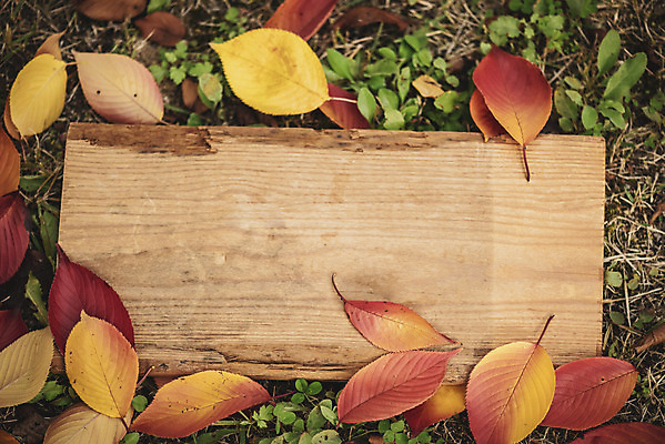 포토 JPG 주간 나무 계절 백그라운드 낙엽 프레임 사람없음 야외 가을 편안함 오브젝트 나무판자 카피스페이스 국내포토 자연요소 식물 잎 목재 공백 감각 파일형식