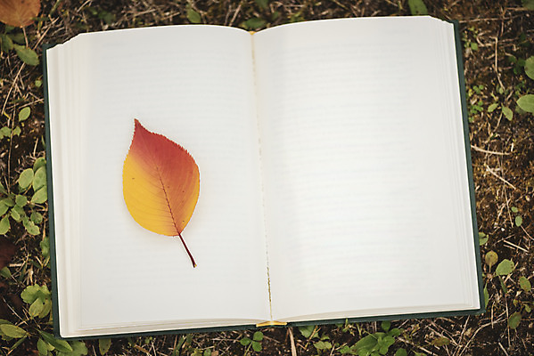 포토 JPG 주간 계절 백그라운드 낙엽 프레임 사람없음 야외 책 가을 편안함 오브젝트 카피스페이스 국내포토 자연요소 잎 공백 감각 파일형식