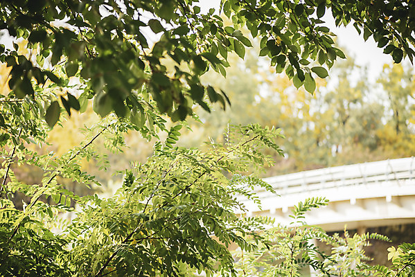 포토 JPG 주간 나무 계절 공원 백그라운드 잎 나뭇잎 사람없음 야외 가을 편안함 오브젝트 국내포토 자연요소 식물 공공시설 감각 파일형식