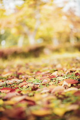 포토 JPG 주간 계절 공원 백그라운드 낙엽 근접촬영 사람없음 야외 아웃포커스 가을 편안함 오브젝트 국내포토 자연요소 공공시설 뷰포인트 잎 촬영기법 감각 파일형식