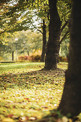 포토 JPG 주간 나무 계절 공원 백그라운드 낙엽 사람없음 야외 가을 편안함 오브젝트 국내포토 자연요소 식물 공공시설 잎 감각 파일형식
