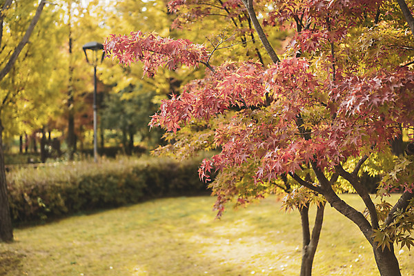 포토 JPG 주간 나무 계절 백그라운드 낙엽 사람없음 야외 가을 편안함 오브젝트 국내포토 자연요소 식물 잎 감각 파일형식