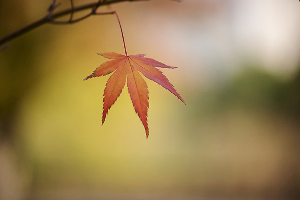 포토 JPG 주간 계절 백그라운드 낙엽 근접촬영 사람없음 야외 아웃포커스 산책 가을 편안함 오브젝트 국내포토 자연요소 뷰포인트 잎 휴식 촬영기법 감각 파일형식