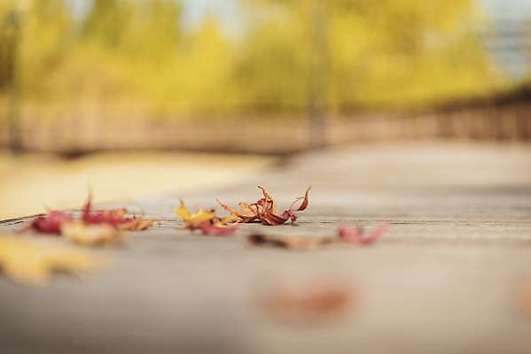 포토 JPG 주간 계절 백그라운드 낙엽 근접촬영 사람없음 야외 아웃포커스 산책 가을 편안함 오브젝트 국내포토 자연요소 뷰포인트 잎 휴식 촬영기법 감각 파일형식