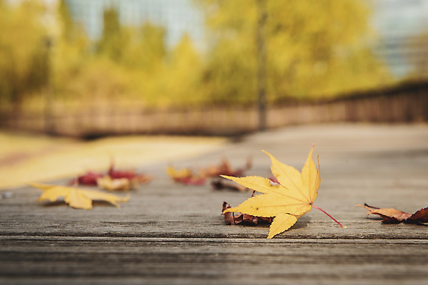 포토 JPG 주간 계절 백그라운드 낙엽 근접촬영 사람없음 야외 아웃포커스 산책 가을 편안함 오브젝트 국내포토 자연요소 뷰포인트 잎 휴식 촬영기법 감각 파일형식