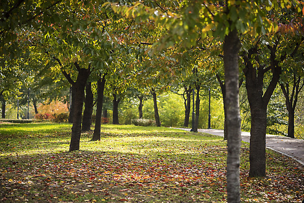 포토 JPG 주간 나무 계절 백그라운드 낙엽 사람없음 야외 산책 가을 편안함 오브젝트 국내포토 자연요소 식물 잎 휴식 감각 파일형식