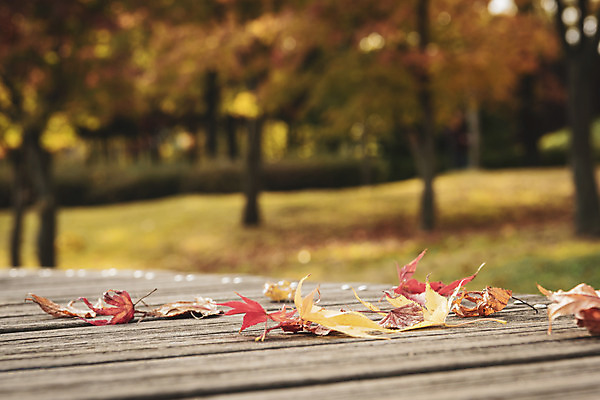 포토 JPG 주간 계절 백그라운드 낙엽 사람없음 야외 산책 가을 편안함 오브젝트 국내포토 자연요소 잎 휴식 감각 파일형식