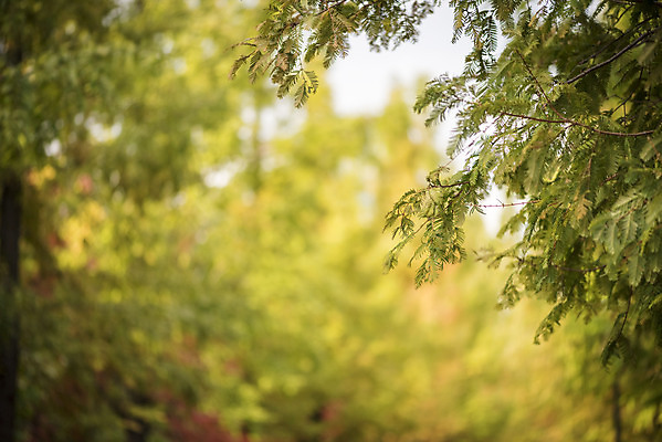 포토 JPG 주간 계절 백그라운드 낙엽 근접촬영 사람없음 야외 아웃포커스 산책 가을 편안함 오브젝트 국내포토 자연요소 뷰포인트 잎 휴식 촬영기법 감각 파일형식