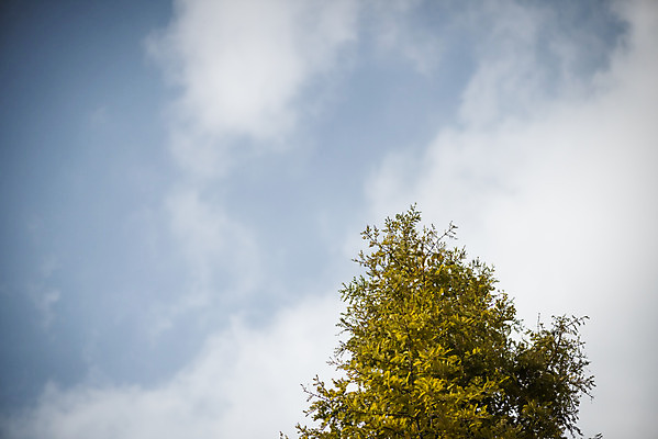 포토 JPG 주간 나무 구름 계절 백그라운드 낙엽 하늘 사람없음 야외 산책 가을 편안함 오브젝트 국내포토 자연요소 식물 잎 휴식 감각 파일형식